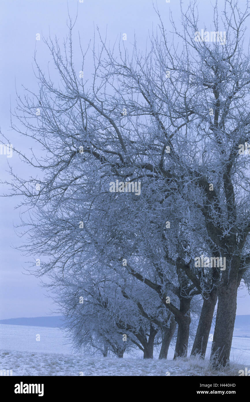 Germany, Bavaria, Spessart, apple-trees, Pyrus domestica, winter, snow, Stock Photo