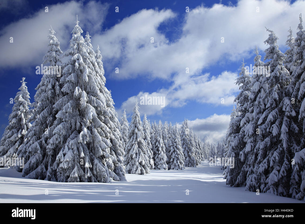 Germany, Saxony-Anhalt, National park Harz, winter wood, Stock Photo