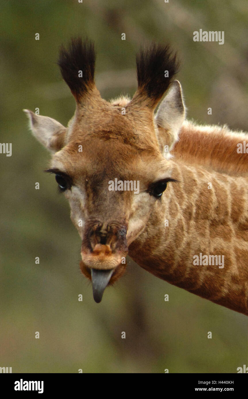 South, Africa, innkeeper national park, giraffe, portrait, tongue show,  Africa, nature reserve, animal, wild animal, Wildlife, mammal, Rau's  passages, animal portrait, wittily, humor, conception, outside Stock Photo  - Alamy