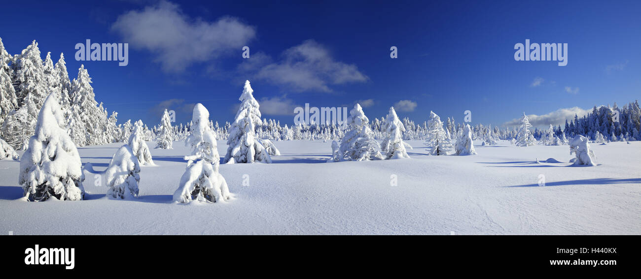 Germany, Saxony-Anhalt, National park Harz, winter scenery, Stock Photo