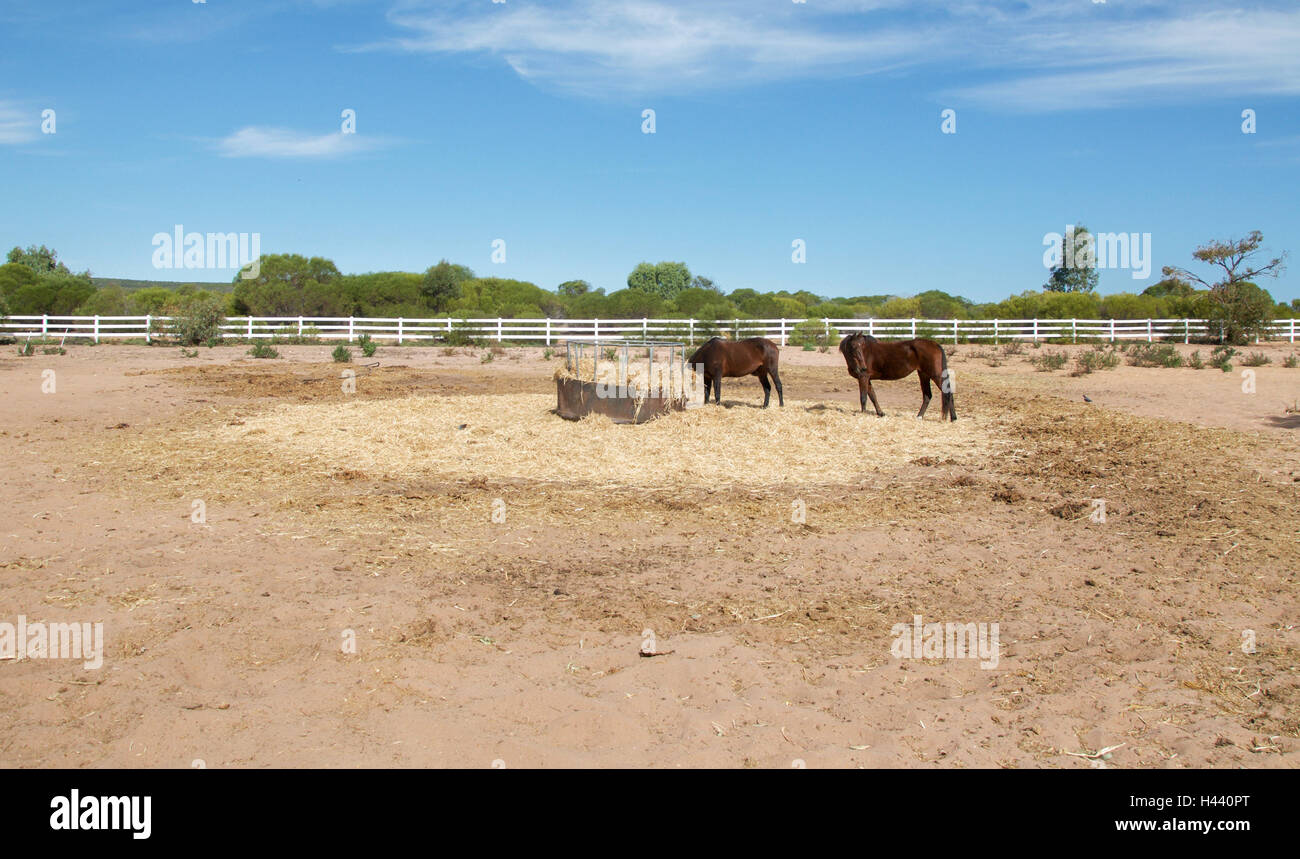 Wide Open Farm Pasture With Two Chestnut Brown Horses And Hay