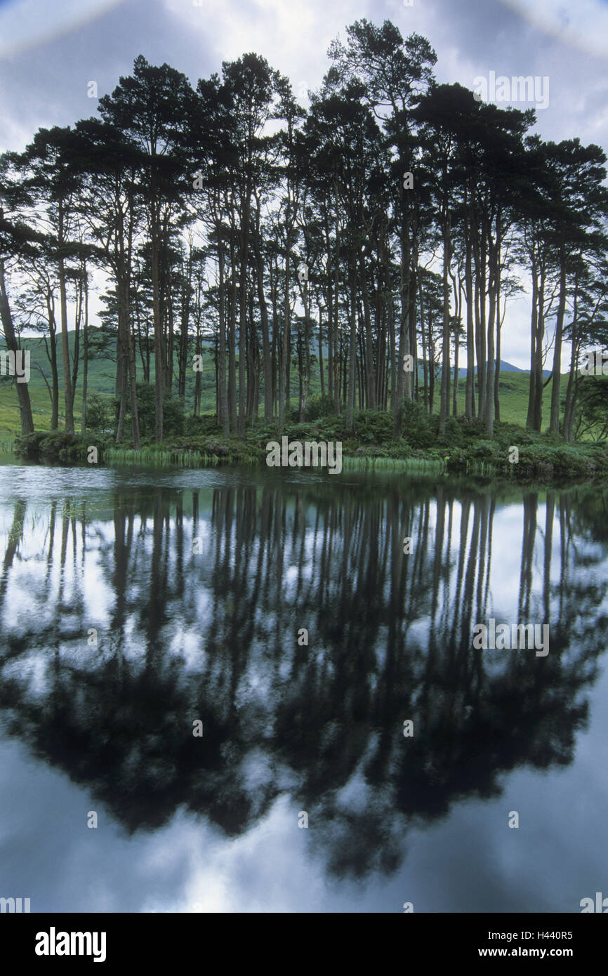 UK, Scotland, Scottish pine, Pinus spec., island, lake, reflection, water surface, Stock Photo