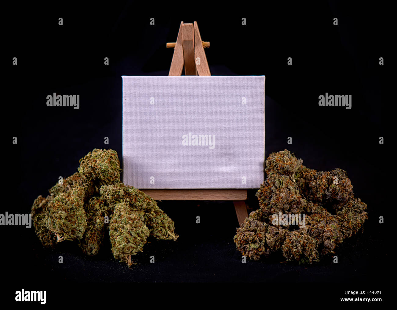 Blank canvas on easel with dried cannabis buds isolated over black background Stock Photo