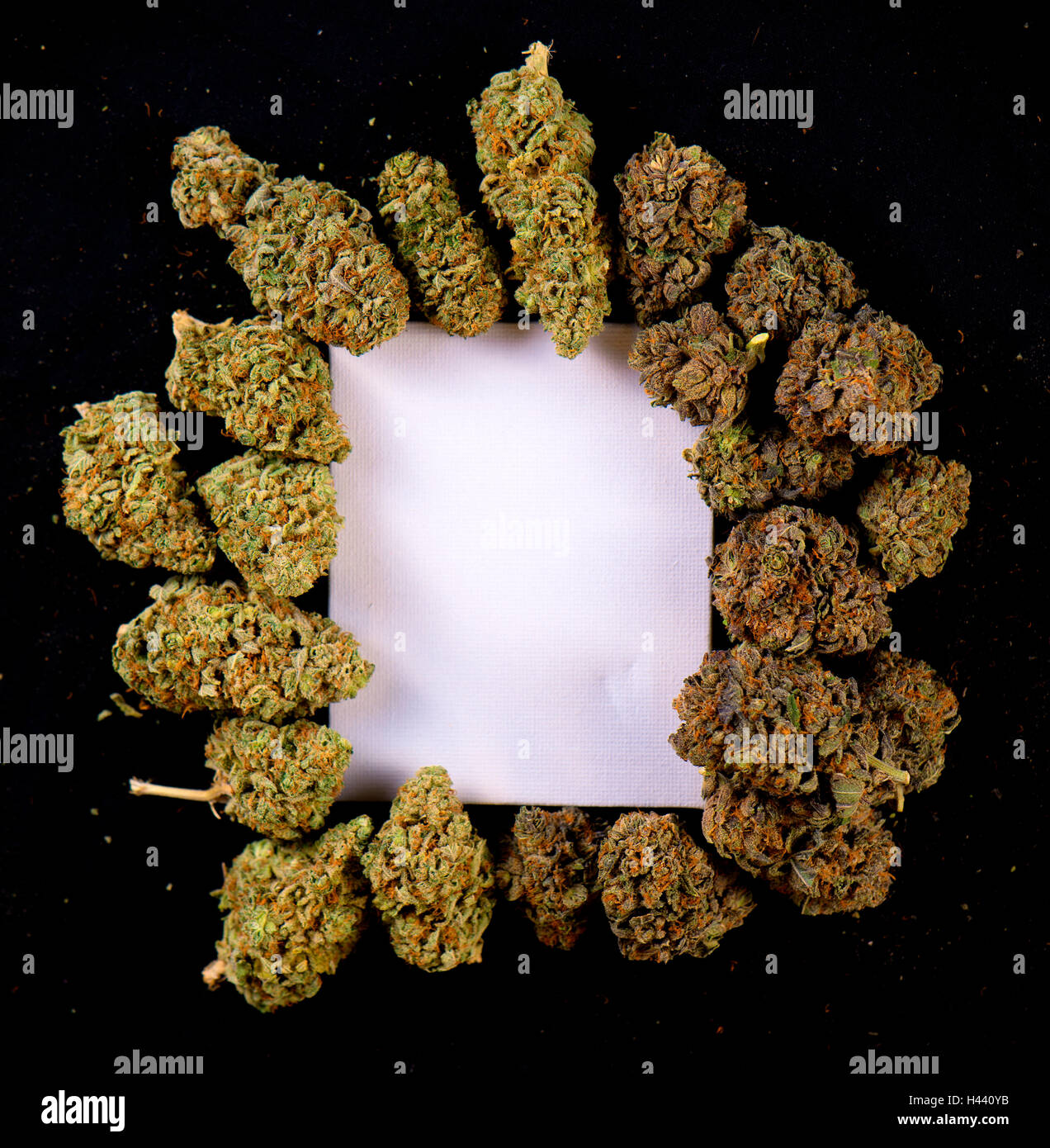 Blank canvas framed by dried cannabis buds, indica and sativa strains - isolated on black background Stock Photo