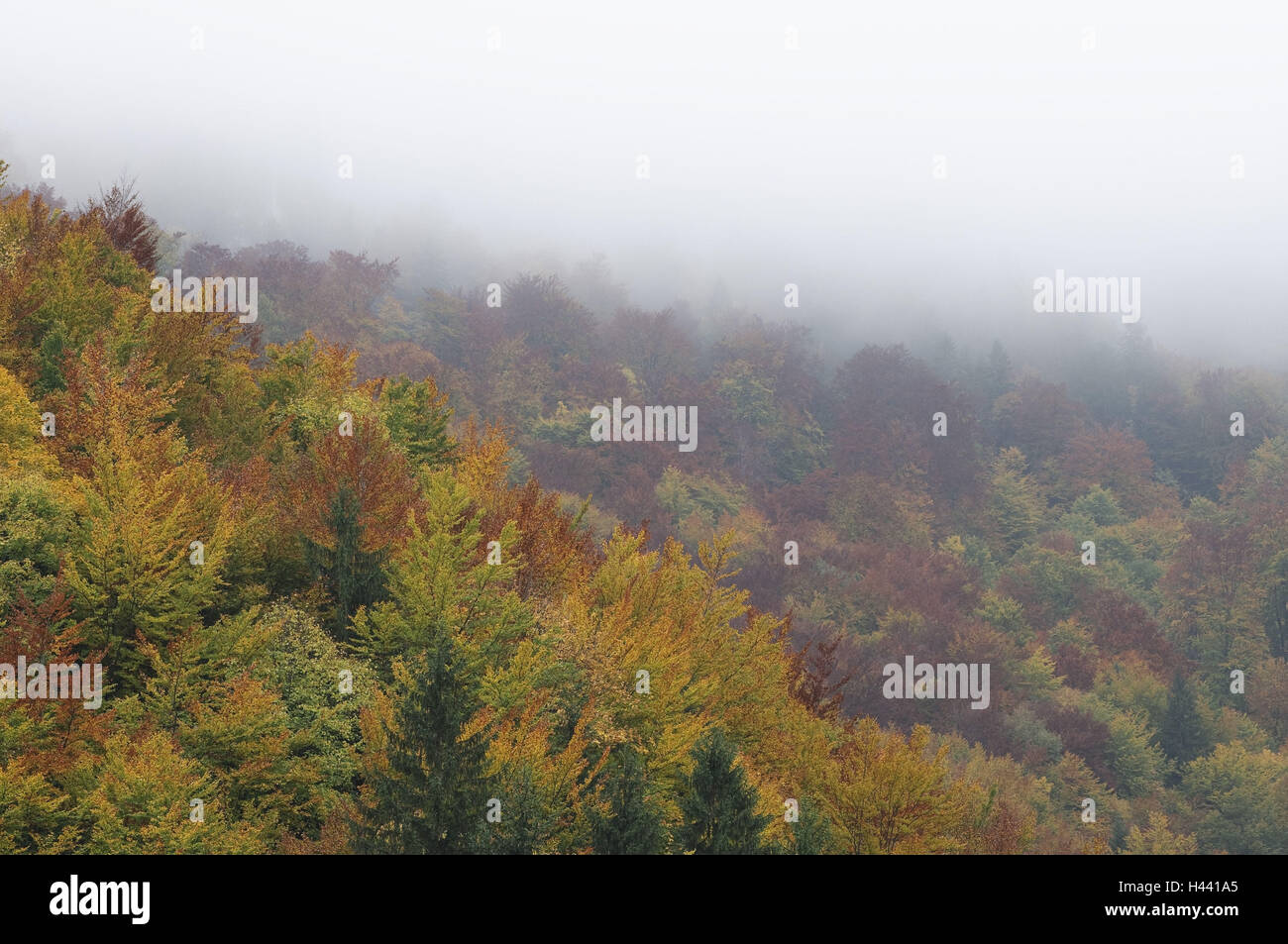 The Carpathian Mts, autumn colours, fog, national park big Fatra, Presovsky kraj, Slovakia, Stock Photo