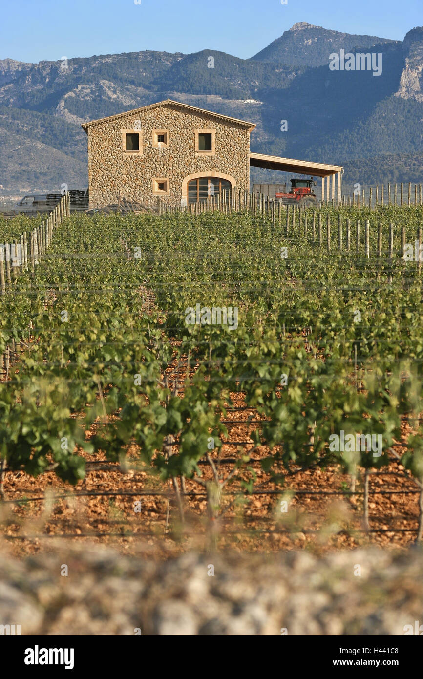 Spain, the Balearic Islands, island Majorca, Sencelles, Biniali, vineyard, house, vines, blur, Stock Photo