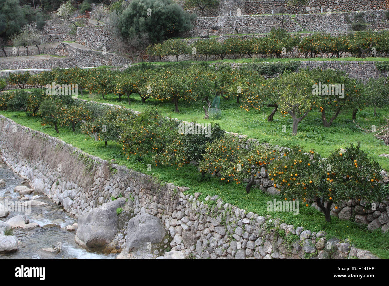 Majorca, mountain village, orange garden, Spain, the Balearic Islands, Balearic Islands island, stone defensive walls, defensive walls, orange trees, fruit-trees, cultivation, oranges, citrus fruits, typically for country, atmosphere, rurally, heat, climate, nobody, nature, Stock Photo