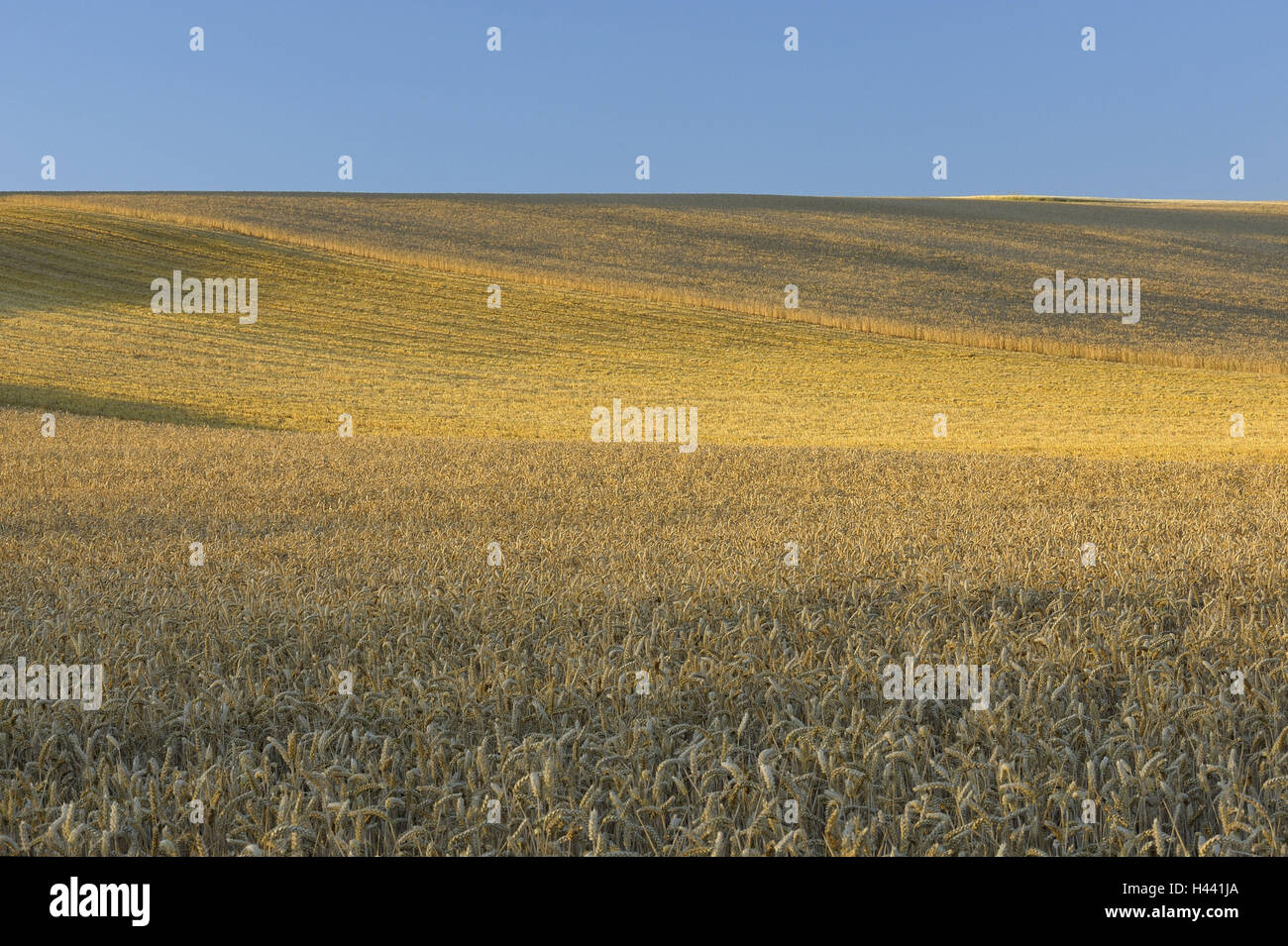 Grain-field, summer, Germany, Bavaria Stock Photo - Alamy