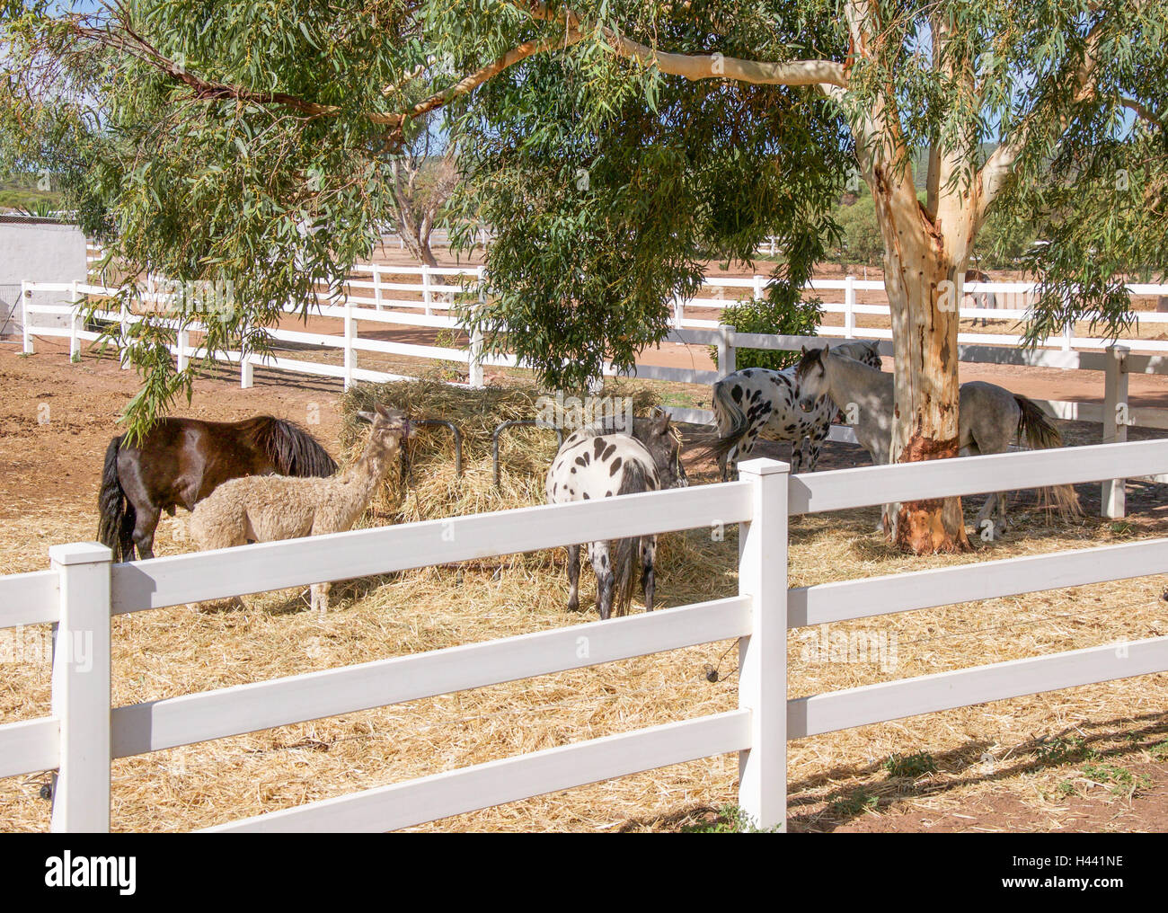 Group Of Farm Animals Feeding At Hay Feeder In Fenced Pasture With