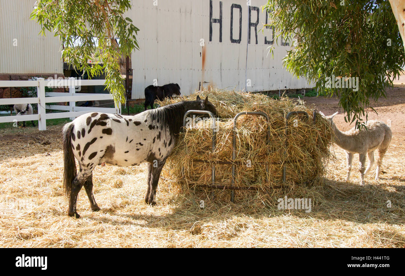 Horse Feeder Stock Photos Horse Feeder Stock Images Alamy