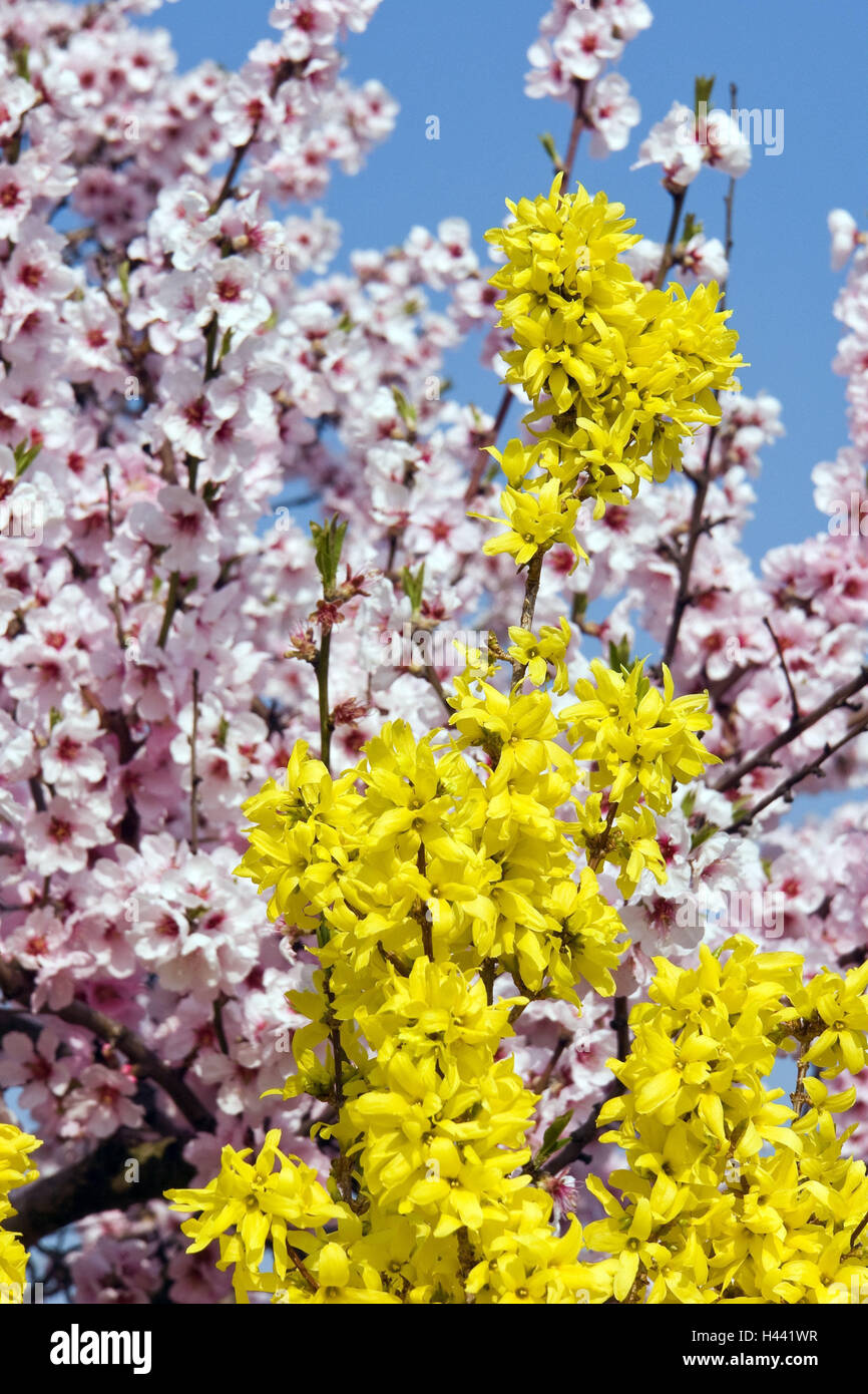 Tonsil blossom, forsythia, medium closeup, almond tree, blossoms