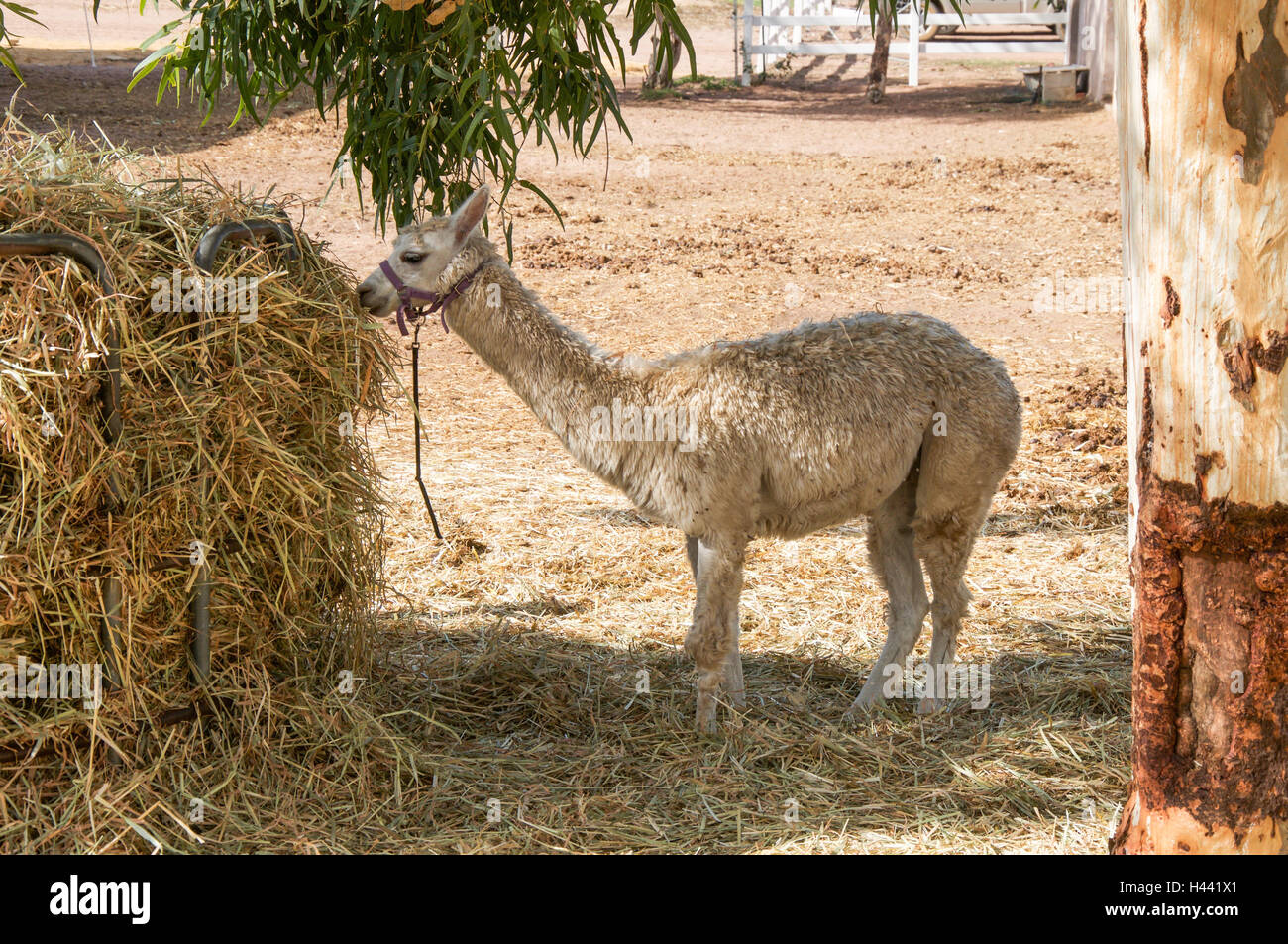 One harnessed cream colored alpaca feeding at a hay feeder in rural