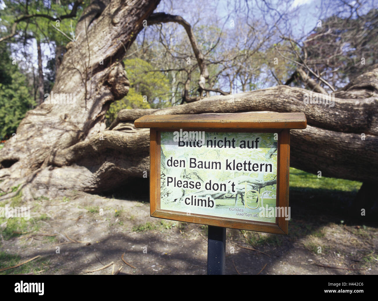 Austria, Tyrol, Innsbruck, town garden, tree, no parking sign, Europe, town, park, park, plants, nature conservation, old, roots, trunk, climbing ban, ban, sign, Stock Photo