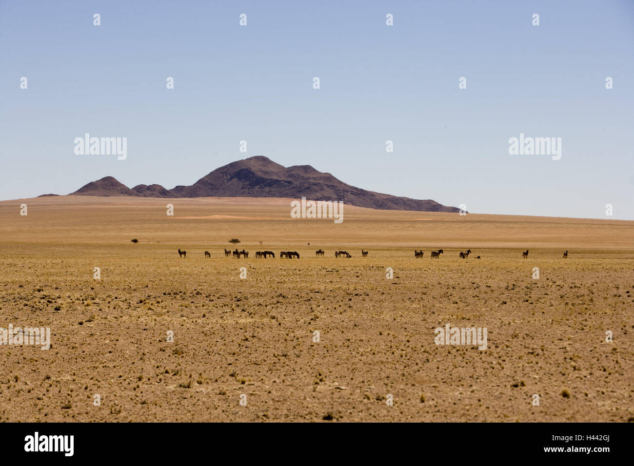 Zebra focuses hi-res stock photography and images - Alamy