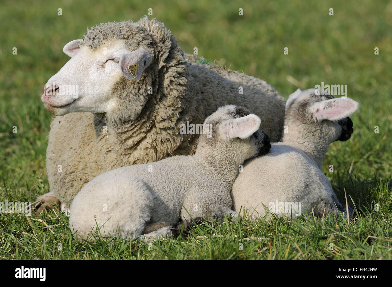 Meadow, merino sheep, mother animal, lambs, nestle up, lie, cuddle animals,  mammals, benefit animals, sheep, Schafrasse, land sheep, merino, young  animals, pasture, outside, agriculture, cattle breeding, keeping pets,  suture, security, instinct Stock