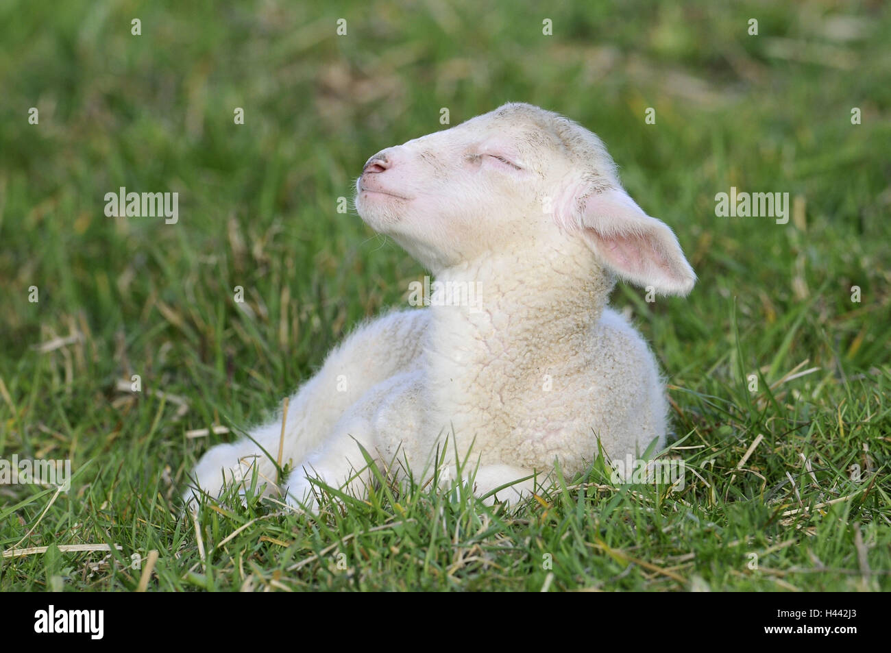 Meadow, merino sheep, lamb, sleep, animal, mammal, benefit animal