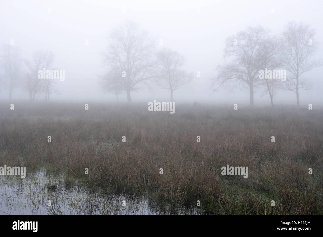 Germany, Lower Saxony, Stoteler Moore, trees, fog, Stotel, Stotelermoor, Moore, marsh, marshy landscape, scenery, nature, nature reserve, wetland, mood, grass, shrubs, haze, morning, rest, silence, opaquely, mysticism, lake, waters, fog patches, hazy, mysteriously, reed, nobody, Stock Photo