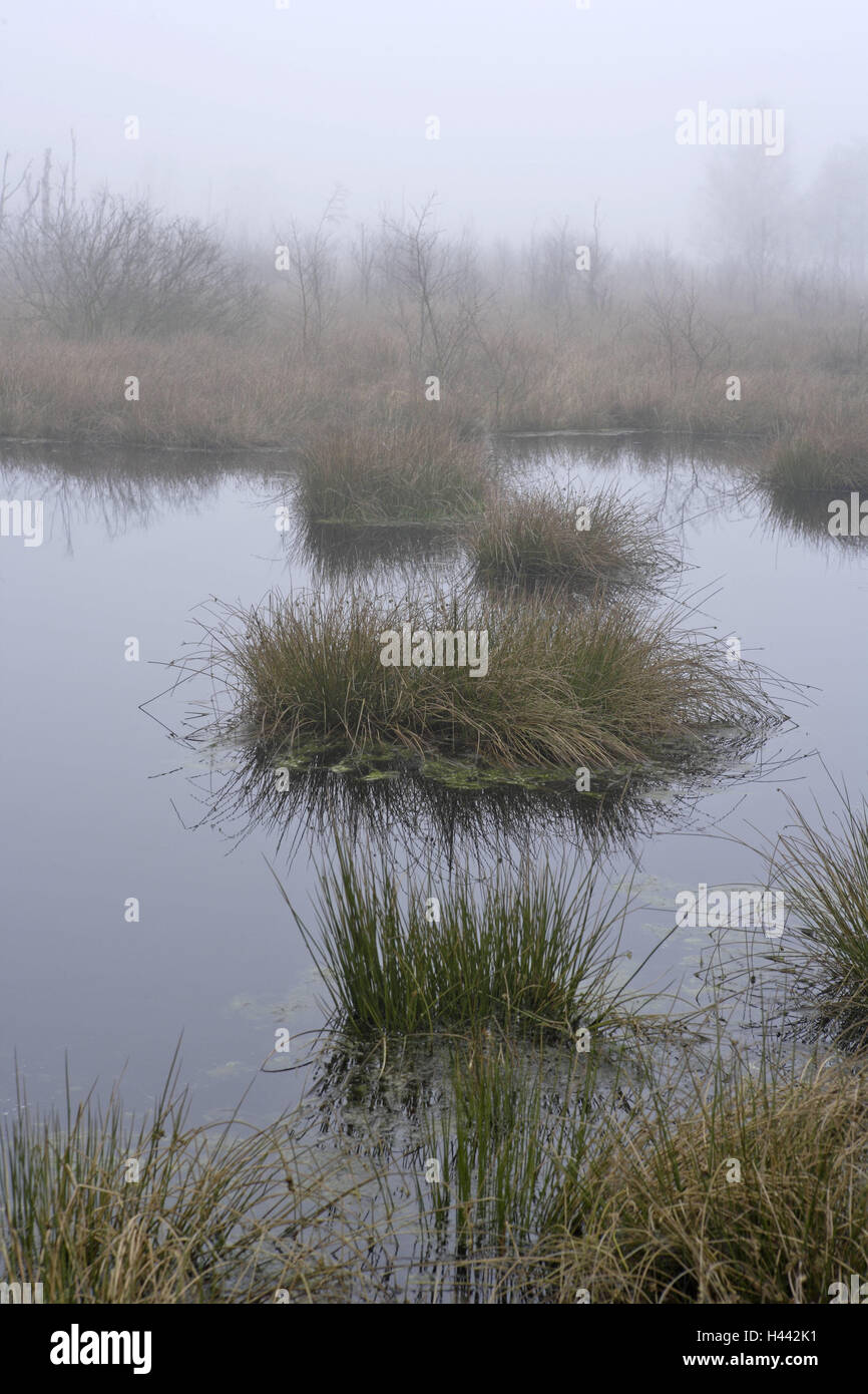 Germany, Lower Saxony, Stoteler Moore, lake, grass, fog, Stotel, Stotelermoor, Moore, marsh, marshy landscape, scenery, nature, nature reserve, wetland, mood, waters, haze, morning, rest, silence, mysticism, fog patches, hazy, mysteriously, waters, reflexion, nobody, Stock Photo