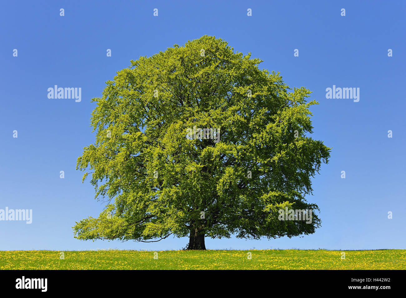 Copper beech, Fagus sylvatica, Stock Photo