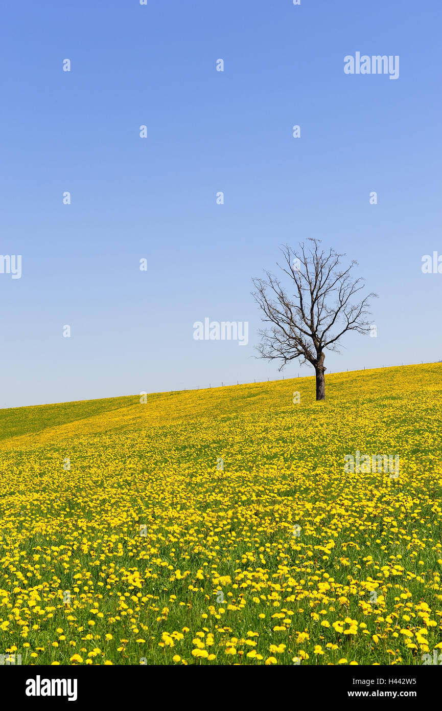 Copper beech, Fagus sylvatica Stock Photo Alamy