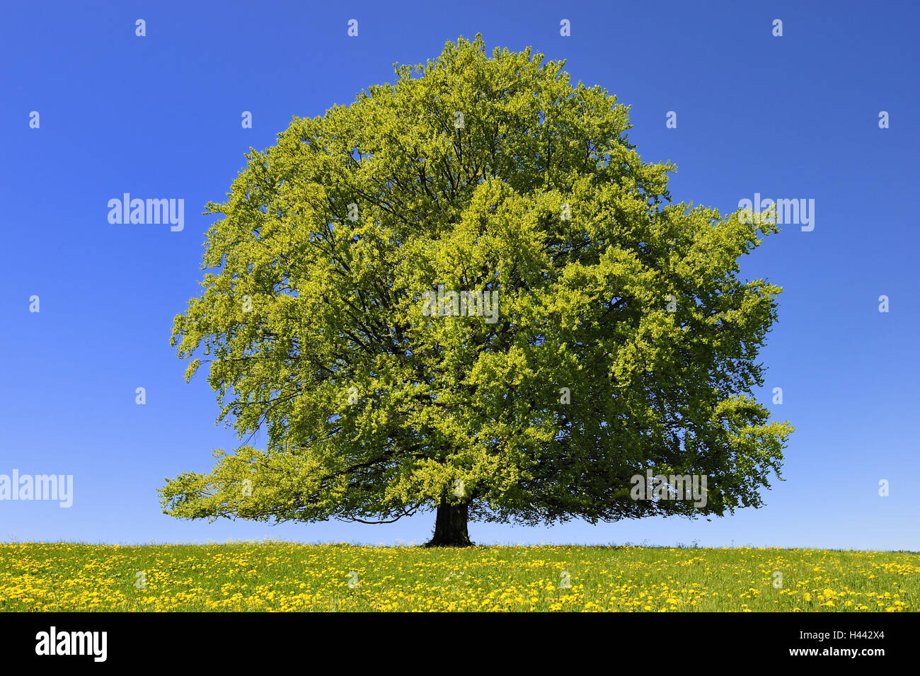 Copper beech, Fagus sylvatica, Stock Photo