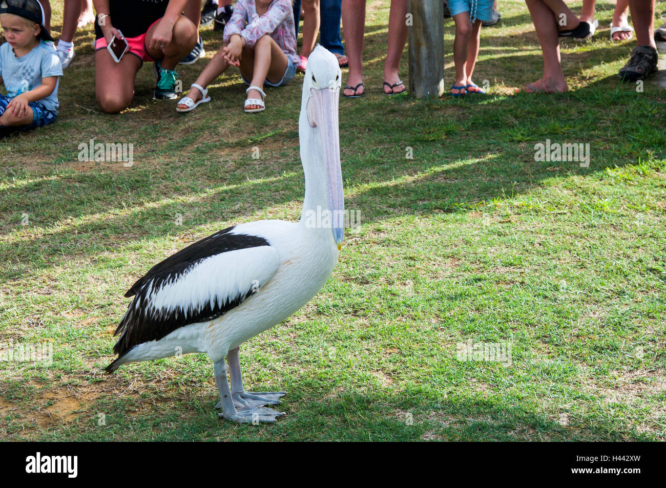 Kalbarri,WA,AustraliaApril 18,2016One large pelican on grass at the