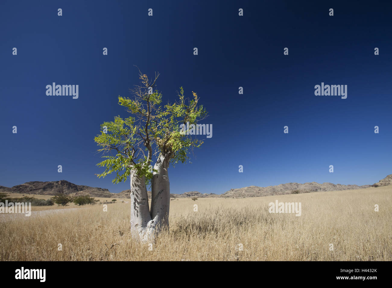 Africa, Namibia, region Kunene, southern Kaokoveld, balm tree, Commiphora, Stock Photo