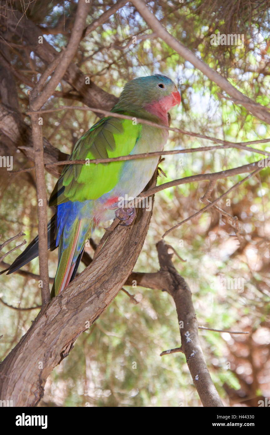 A colorful princess parrot standing with it's pink, blue and green plumage in the branches of a shrub in Western Australia Stock Photo