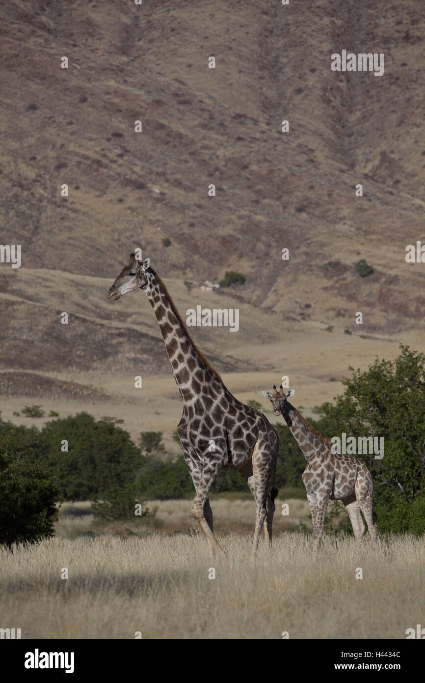 Africa, Namibia, region Kunene, Kaokoveld, Hoarusib, dry river, ephemeral, river oasis, Namib desert, giraffes, Giraffa camelopardalis, Stock Photo