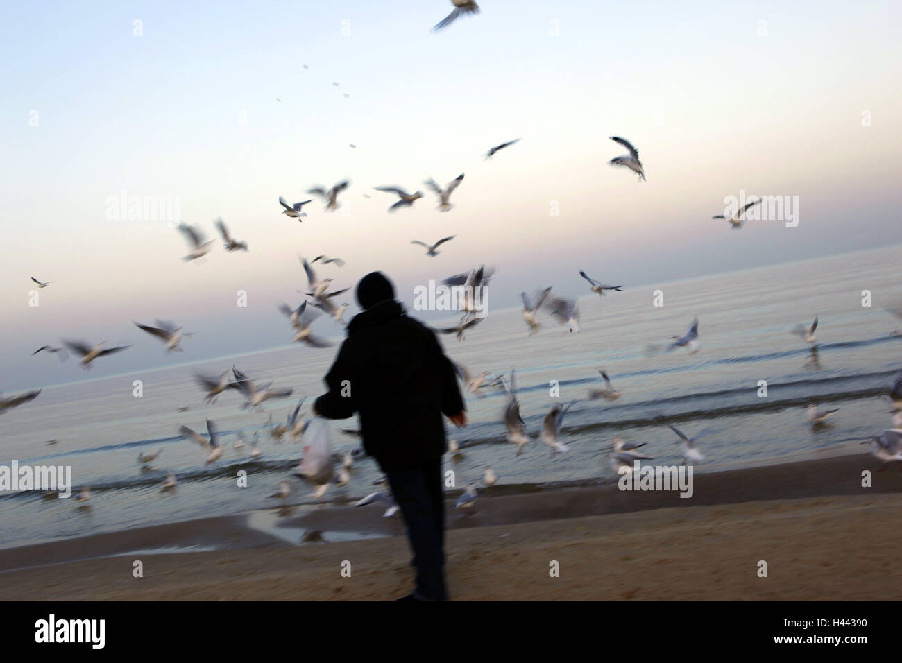 Man, back view, beach, walking, birds, feed, sea, Stock Photo