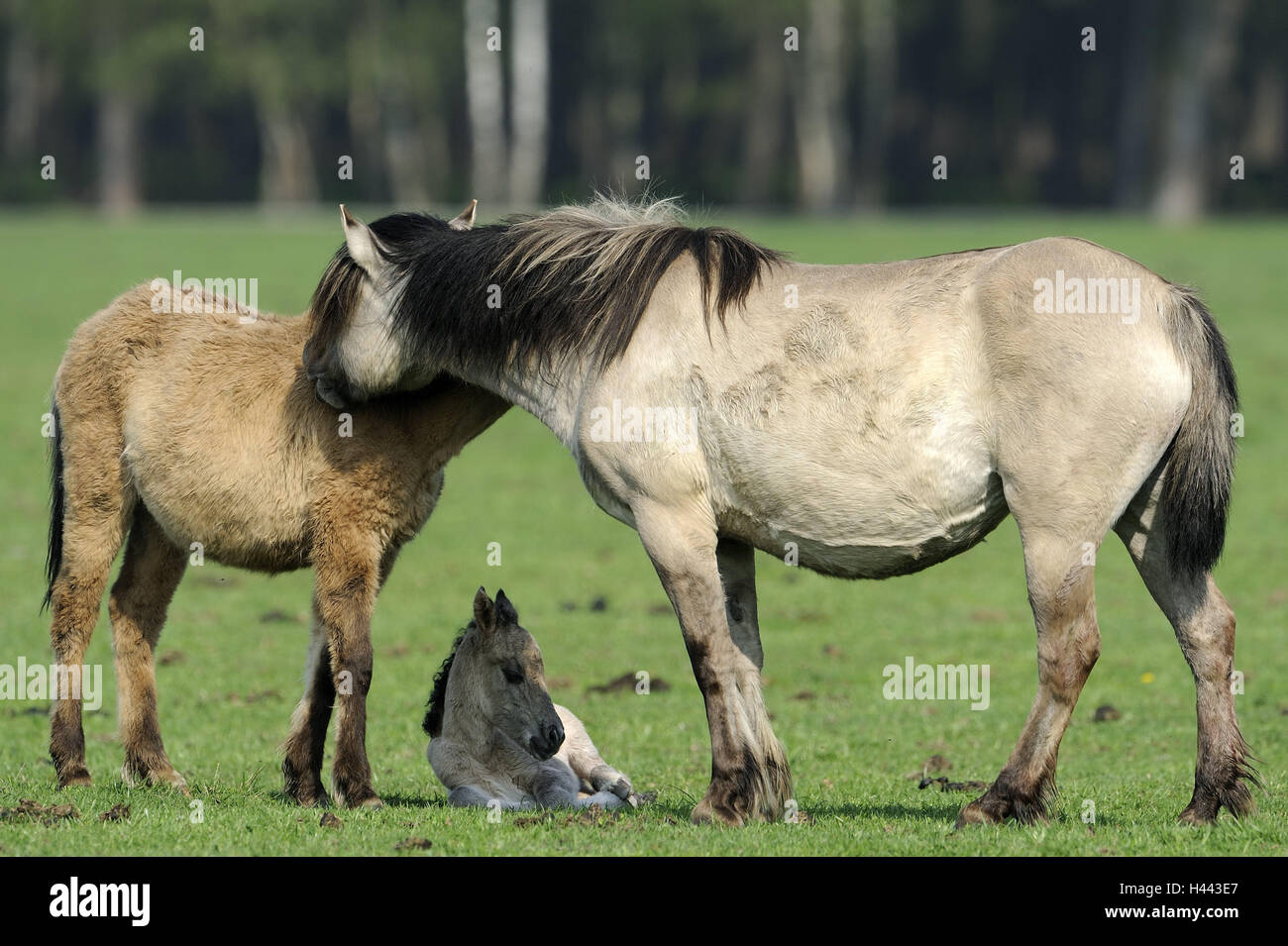 Of Dülmener wild horses, mare, yearling, foal, Germany, Nordrheinwestfahlen, place of interest, natural monument, Wildpferdgestüt, nature reserve, nature conservation, horses, horse's race, young animal, mammals, animals, outside, whole body, Stock Photo