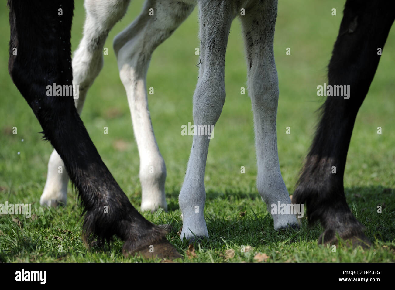 Of Dülmener wild horses, mares, foals, feet, detail, Germany