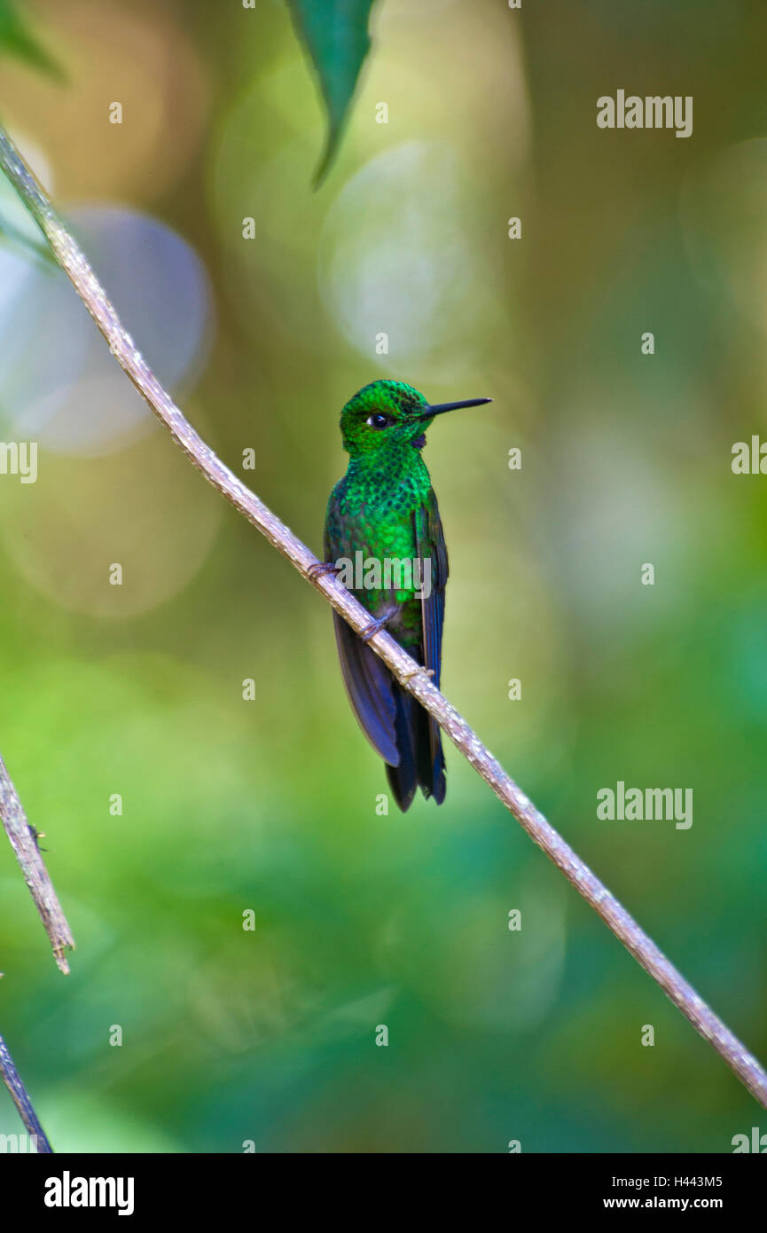 Green Violetear hummingbird in Monteverde Biological Reserve in Costa Rica Stock Photo