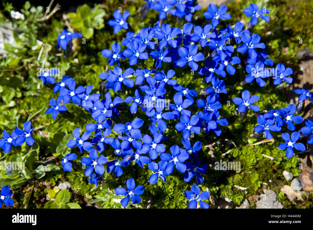 Spring gentian, Gentiana verna, Stock Photo