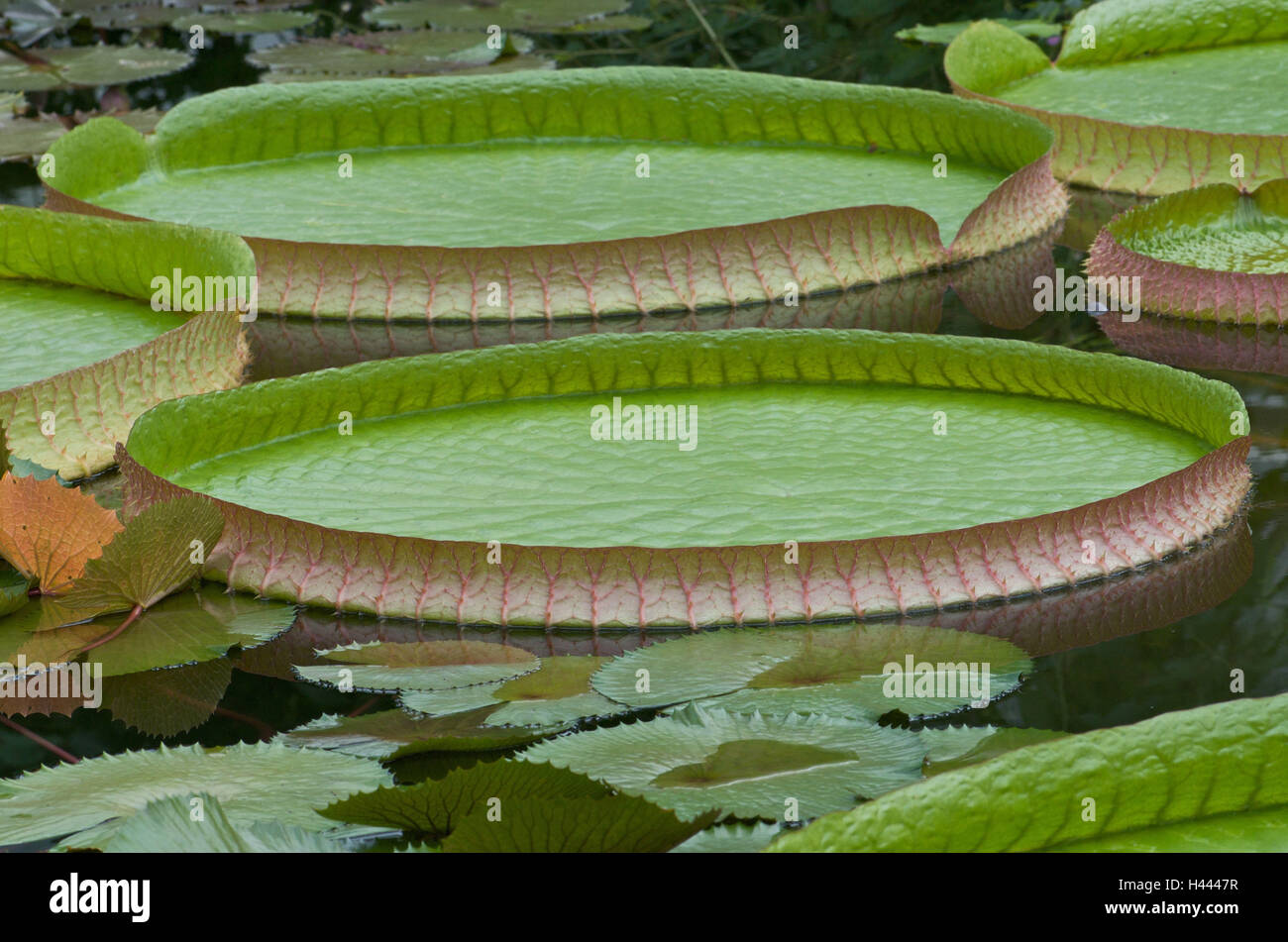 Gigantic water lily leaves, Victoria Regia, Victoria Cruziana, pond, Stock Photo