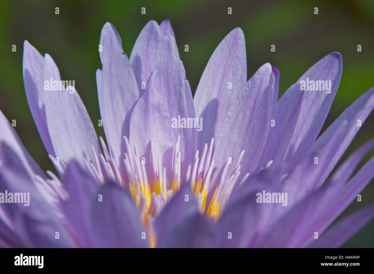 Water lily, blossom, individually, mauve, detail, blur, Stock Photo