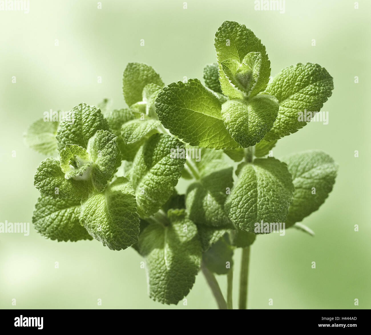 Apple mint, Mentha suaveolens, Lamiaceae, Stock Photo