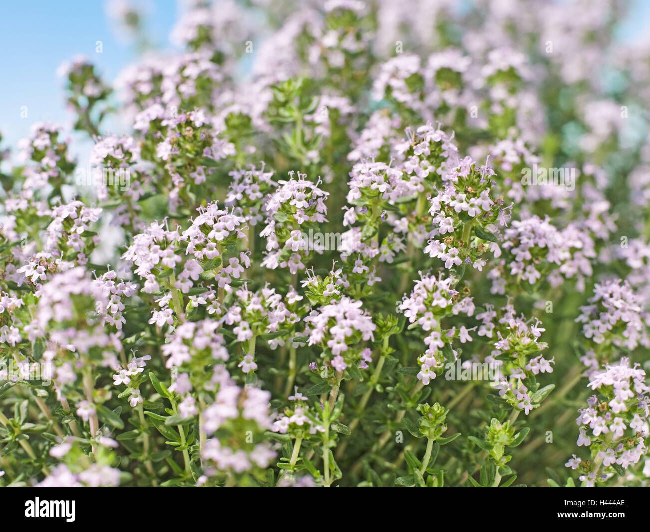 Thyme, Thymus vulgaris Stock Photo Alamy