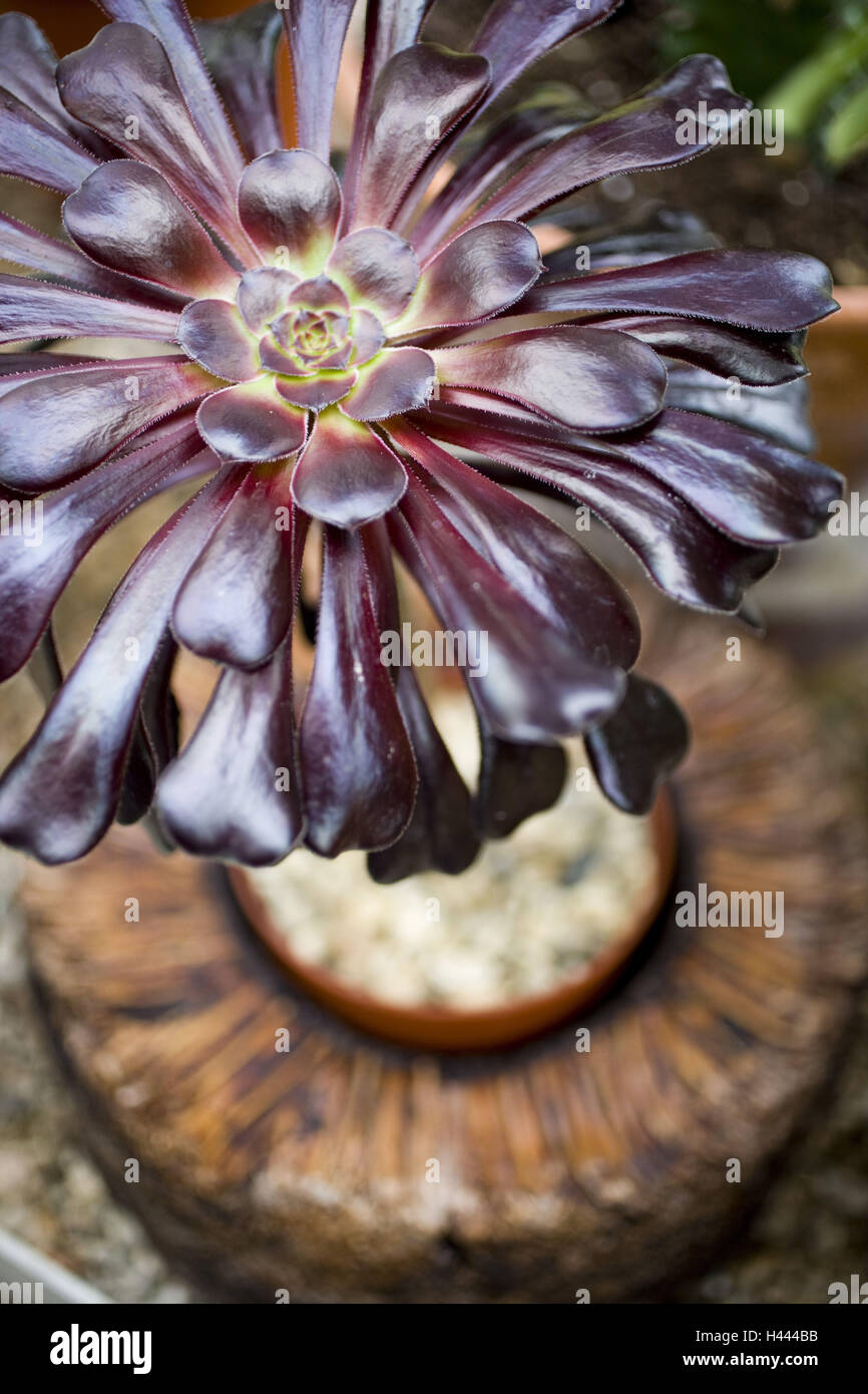 Northern Ireland, Belfast, botanical garden, palm house, plants Stock