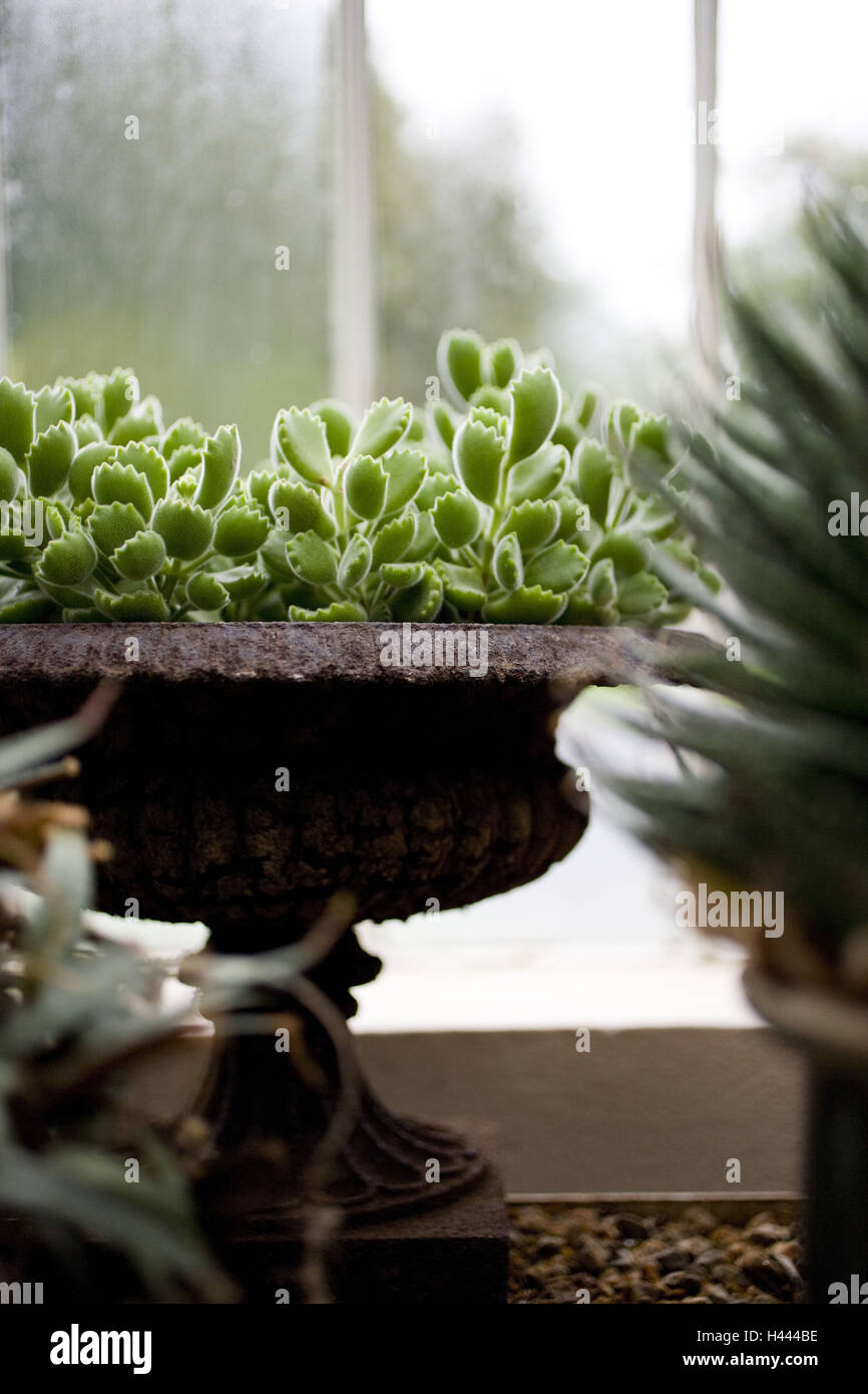 Northern Ireland, Belfast, botanical garden, palm house, plants Stock