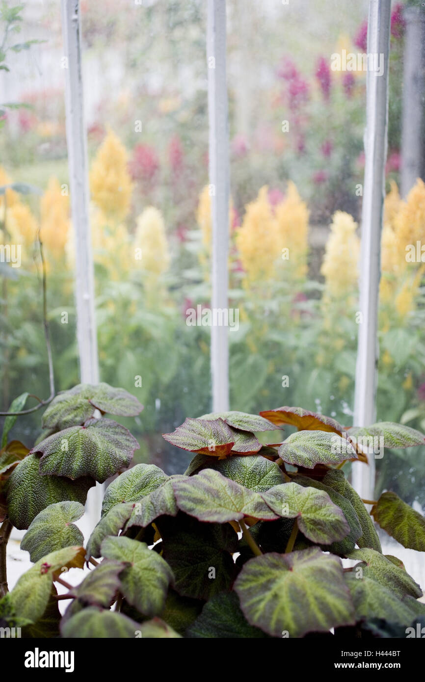 Northern Ireland, Belfast, botanical garden, palm house, plants Stock