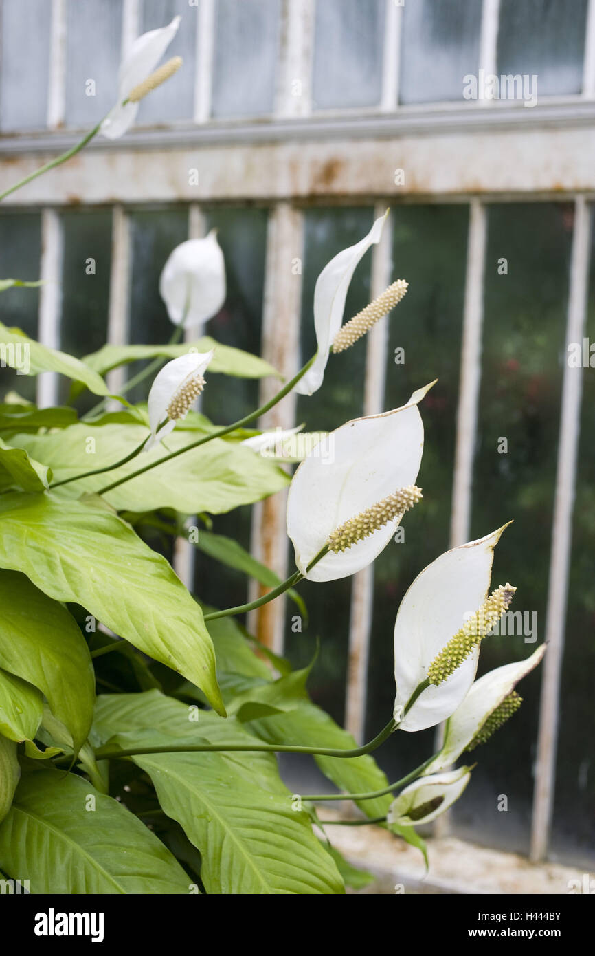 Northern Ireland, Belfast, botanical garden, palm house, plants