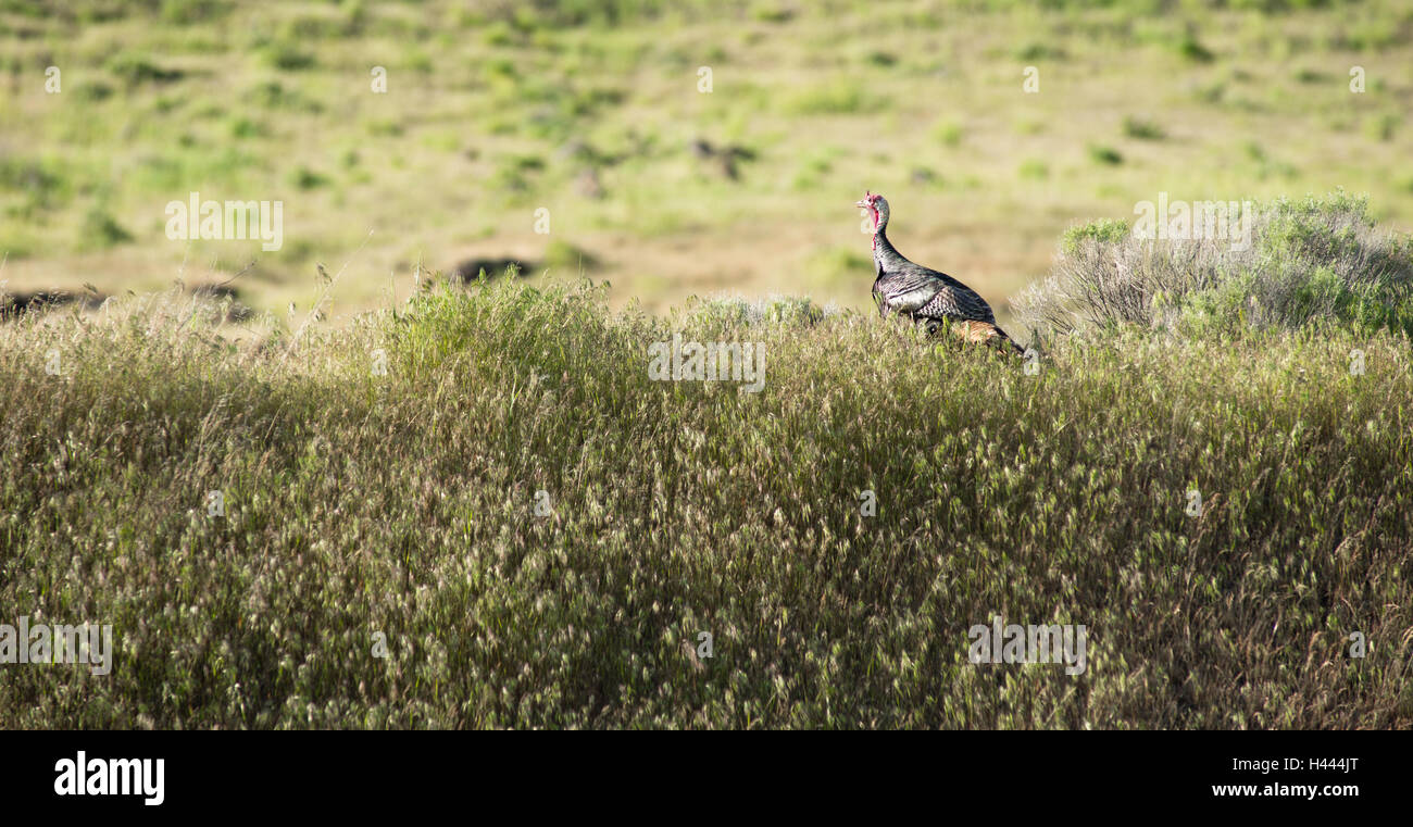 Male Turkey Running Tall Growth Big Wild Game Bird Stock Photo Alamy
