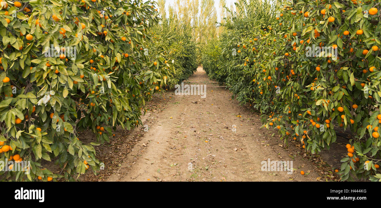 Raw Food Fruit Oranges Ripening Agriculture Farm Orange Grove Stock Photo