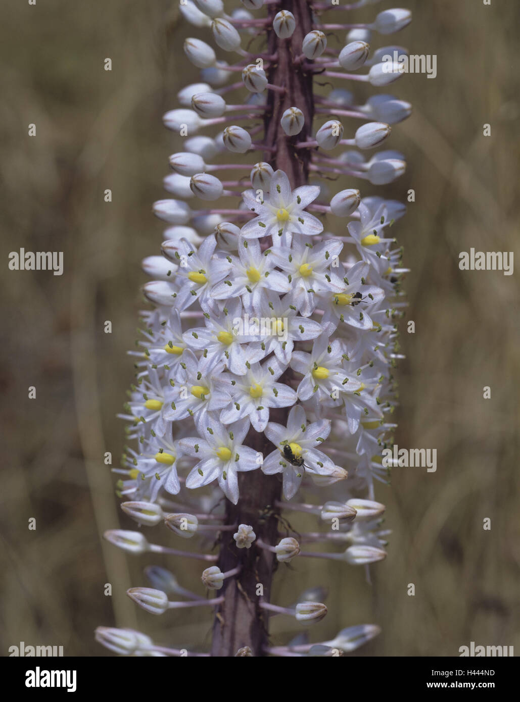 Sea bulb, Urginea maritima, blossoms, white, plant, flower, wild plant, blossom, period bloom, nature, botany, Stock Photo