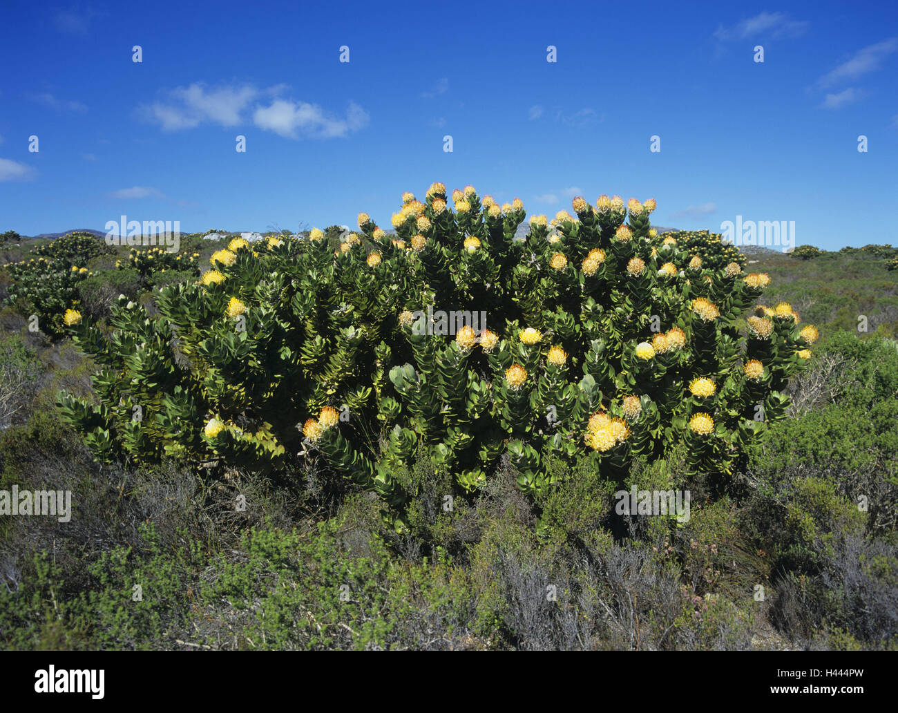 South, Africa, scenery, shrub, pincushion, Leusospermum spec., Africa, vegetation, nature