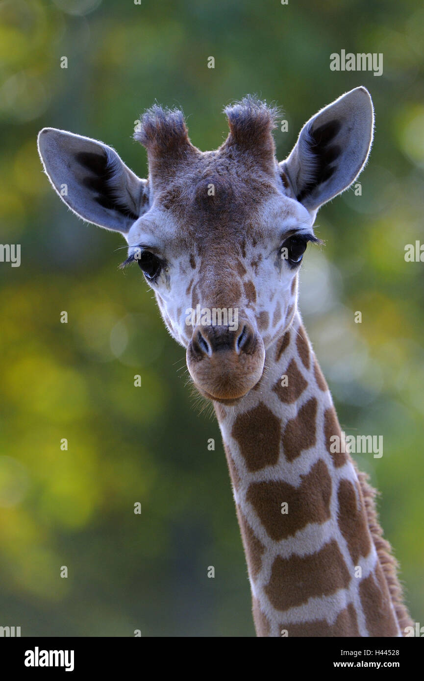 Network giraffe, Giraffa camelopardalis reticulata, portrait, Stock Photo