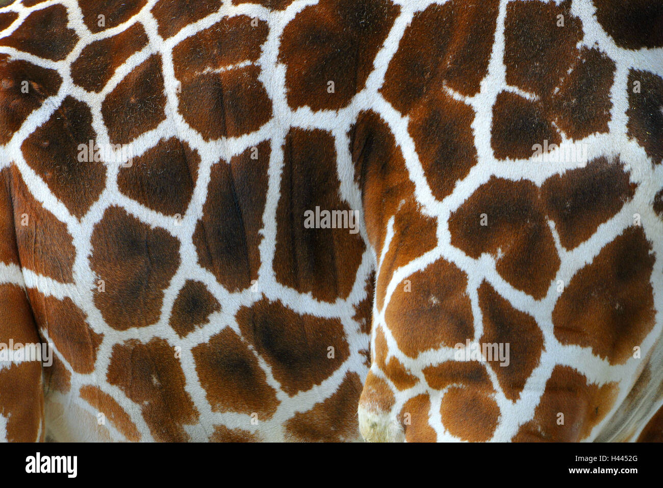 Somali giraffe, Giraffa camelopardalis reticulata, sample, medium close-up, Stock Photo