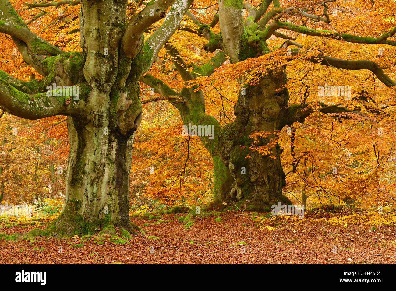 Germany, Hessen, Kellerwald-Edersee National Park, pastoral beeches in autumn, Stock Photo