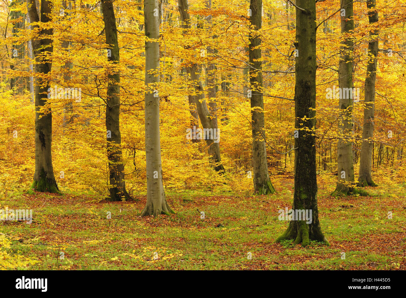 Germany, Saxony-Anhalt, resin, Buchenwald in autumn, Stock Photo